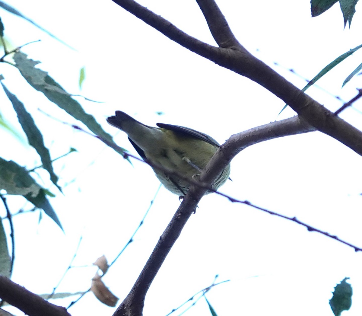 Tennessee Warbler - ML642950880