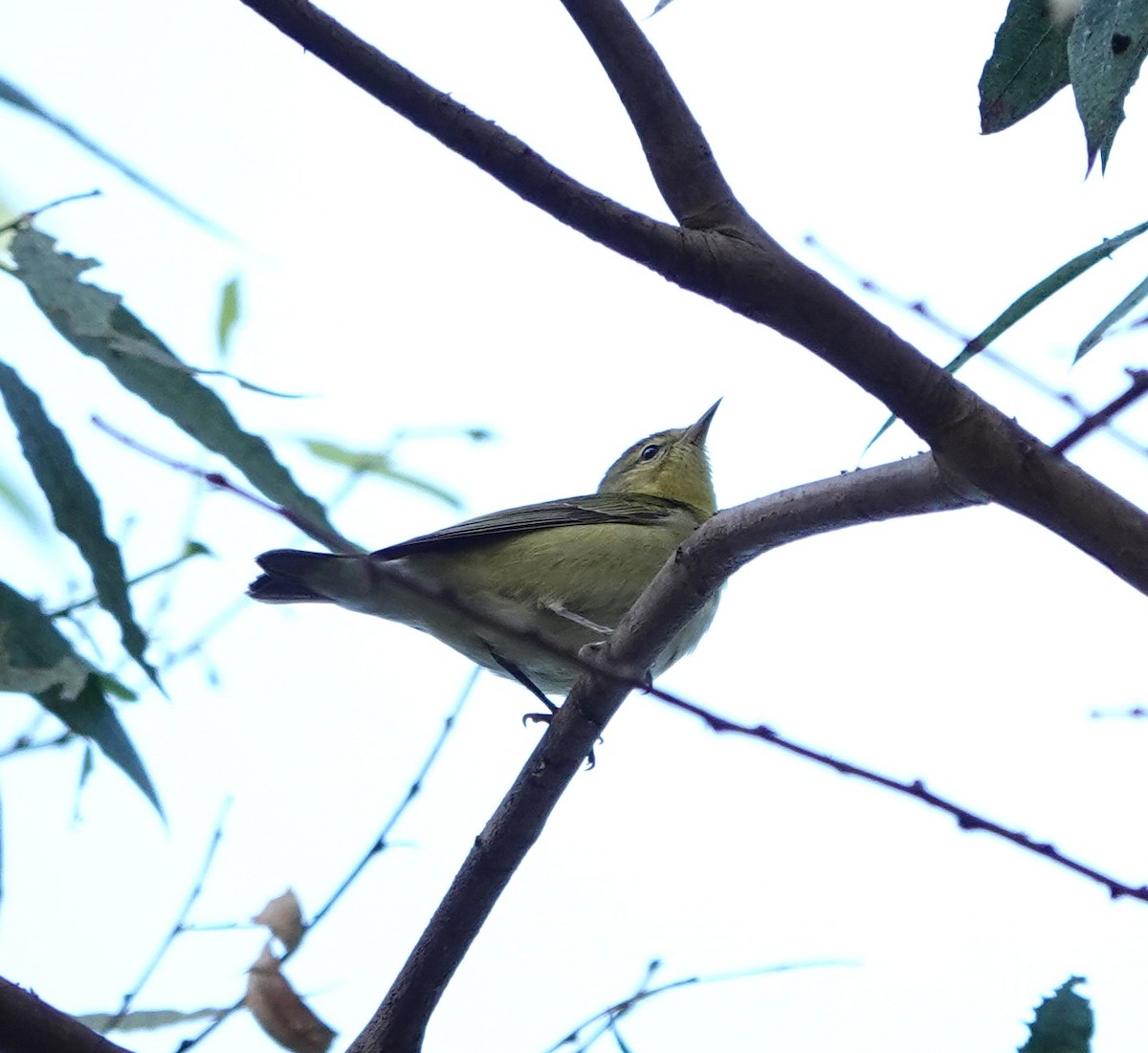 Tennessee Warbler - ML642950881
