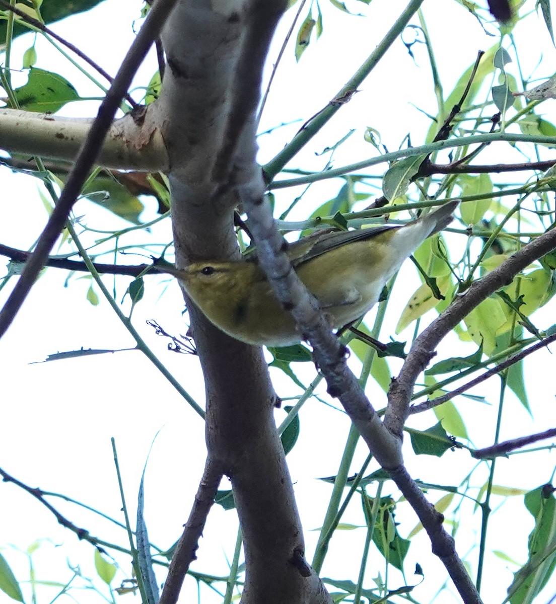 Tennessee Warbler - ML642950882