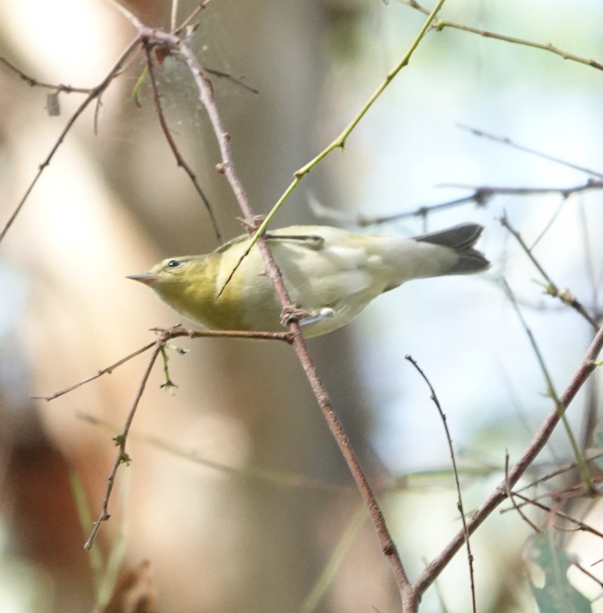Tennessee Warbler - ML642950883