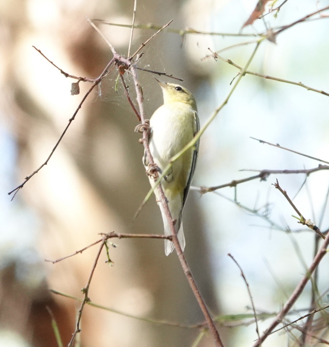 Tennessee Warbler - ML642950884