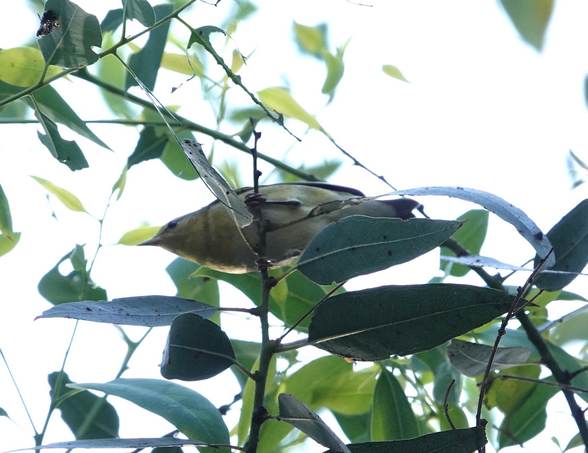 Tennessee Warbler - ML642950885