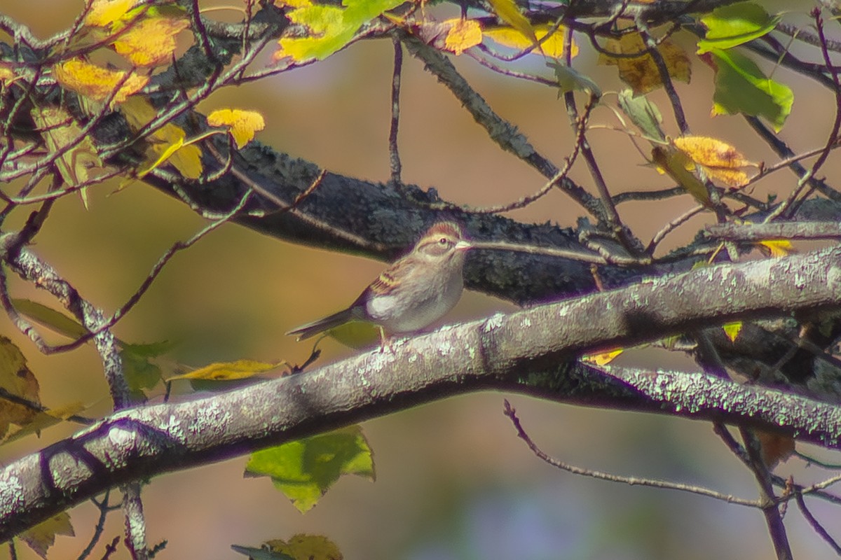 Карнатка білоброва - ML642950900