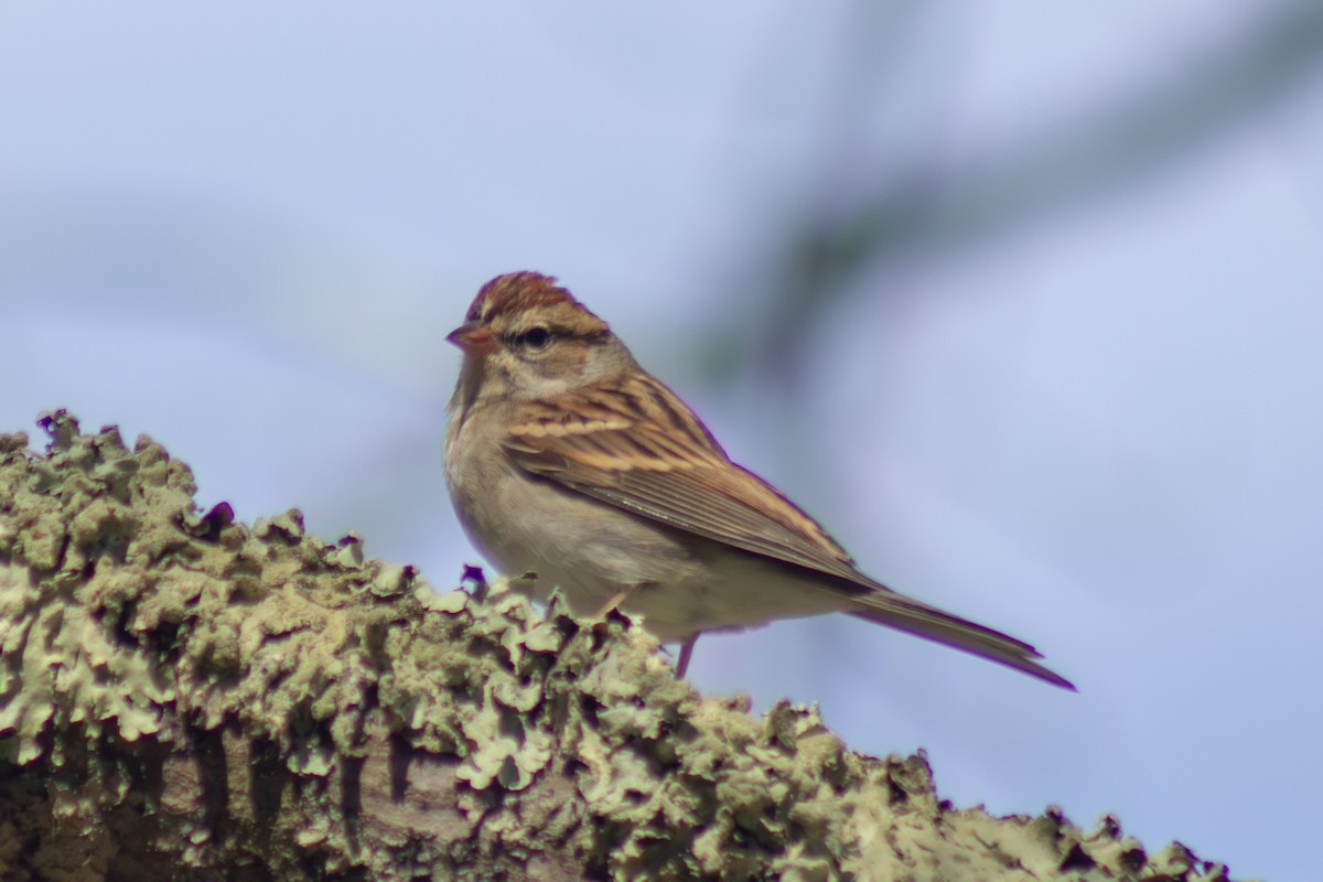 Карнатка білоброва - ML642950901