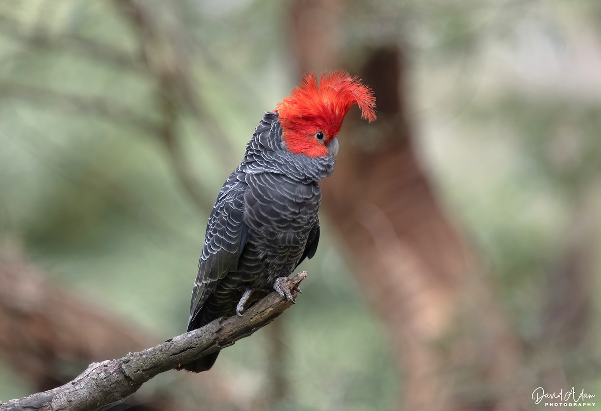 Gang-gang Cockatoo - ML642950955