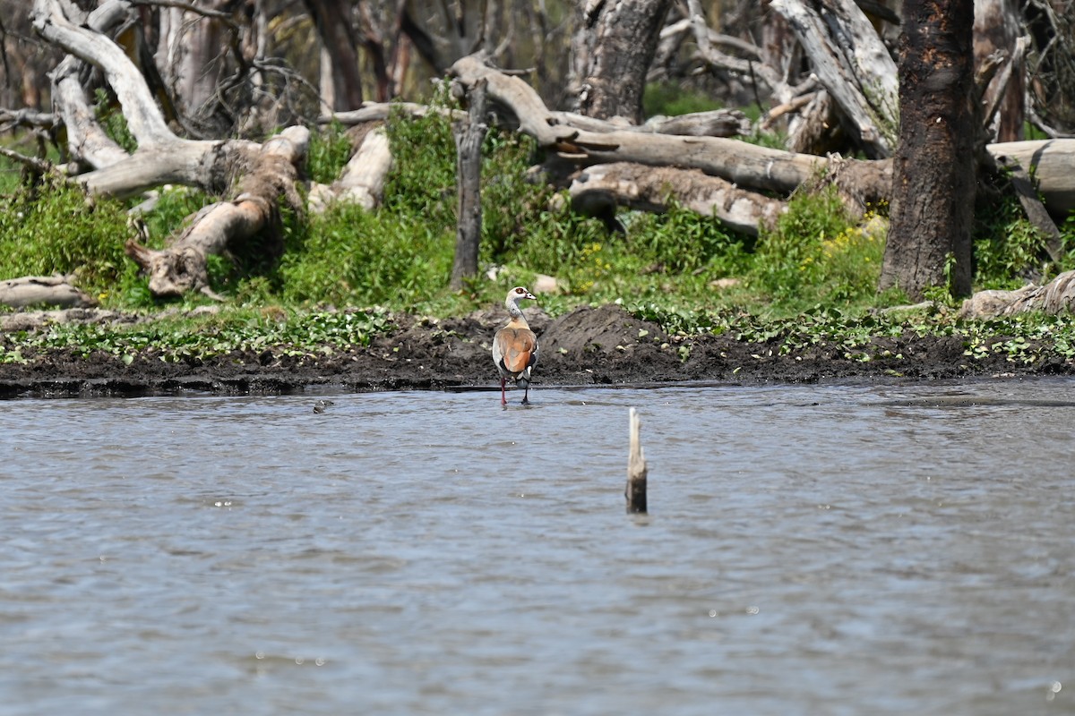 Egyptian Goose - ML642950966