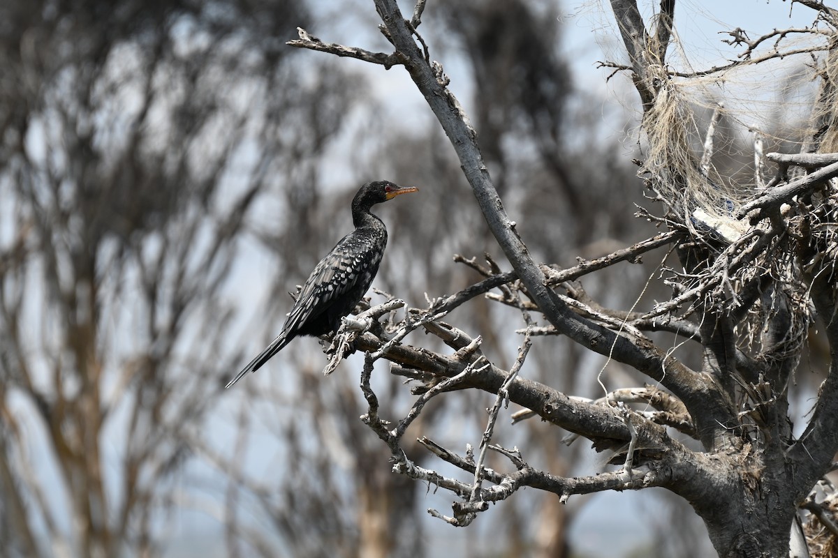 Reed Cormorant - ML642950971