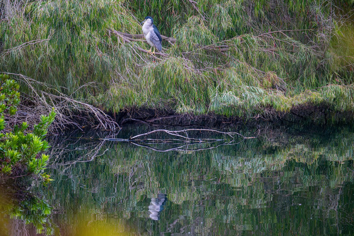 Black-crowned Night Heron - ML642950974