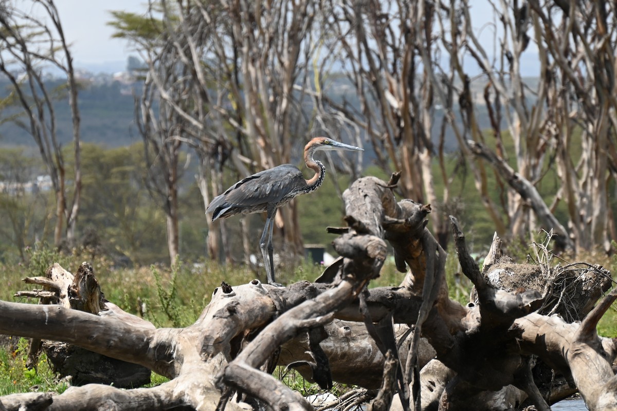 Goliath Heron - ML642950982