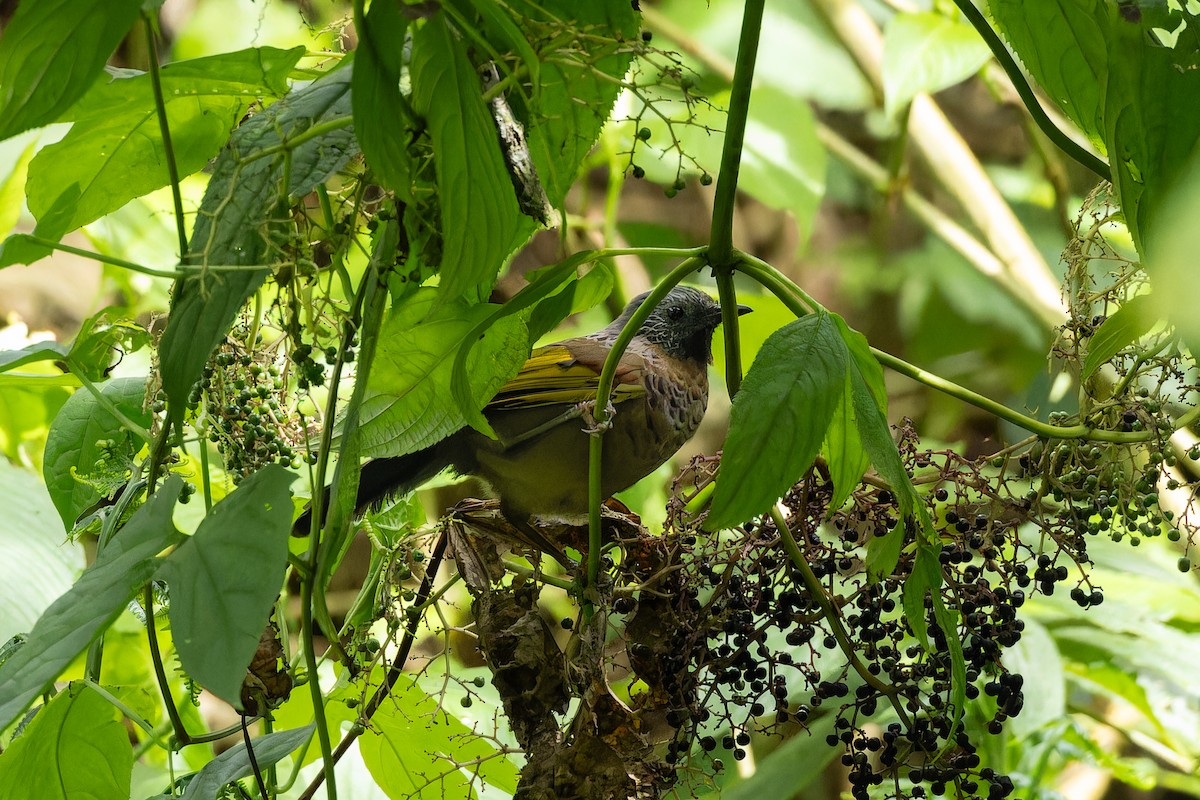 Chestnut-crowned Laughingthrush - ML642950992