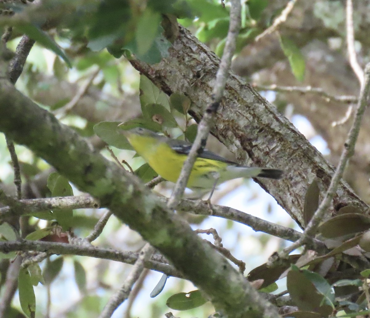 Magnolia Warbler - ML642951000
