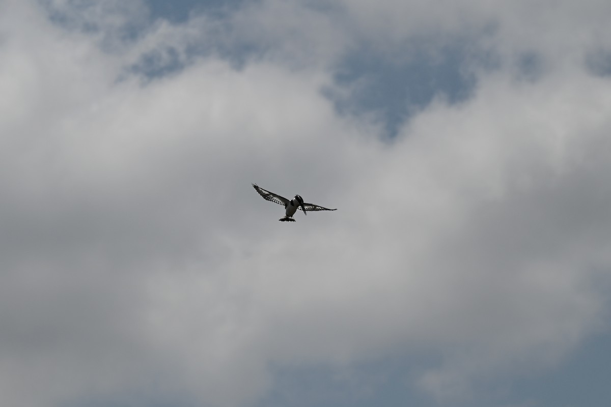 Pied Kingfisher - ML642951017