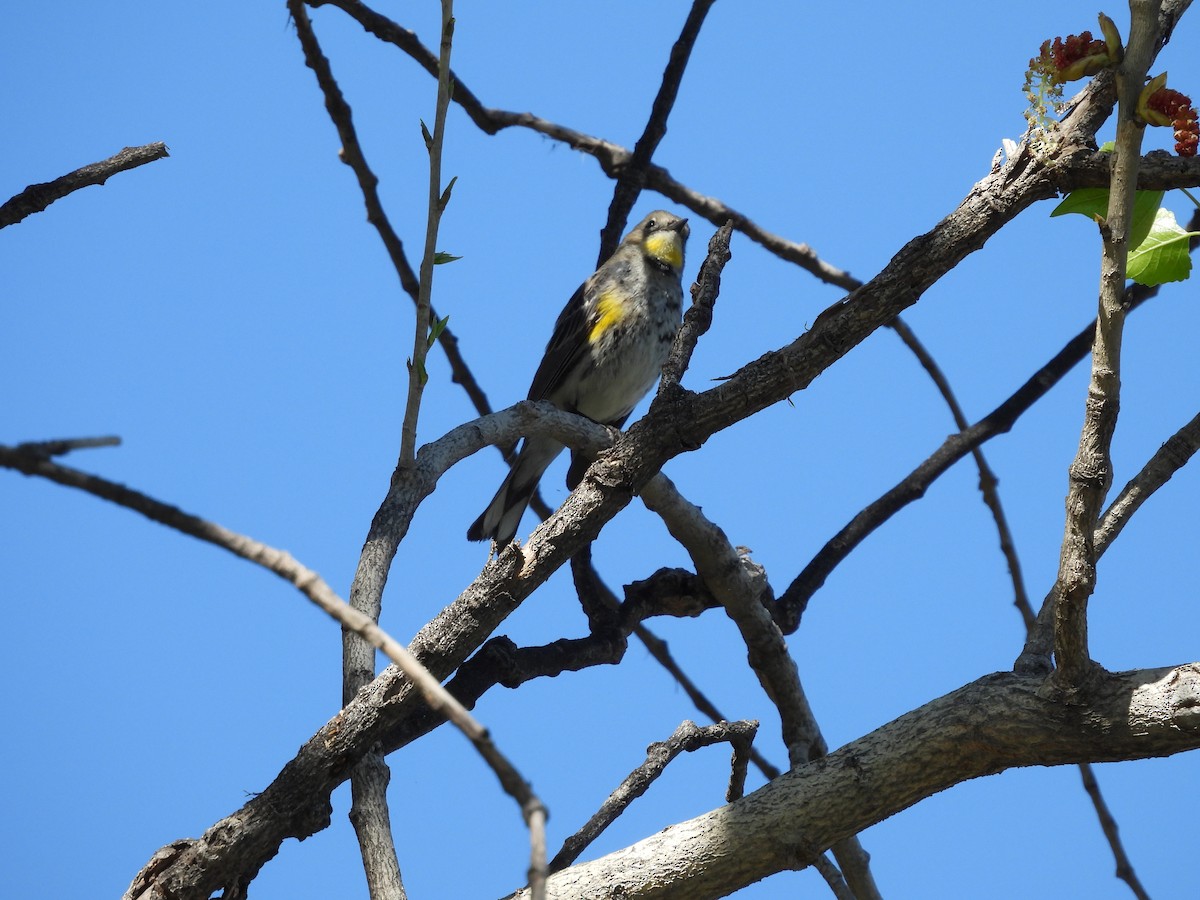 Yellow-rumped Warbler - ML642951019