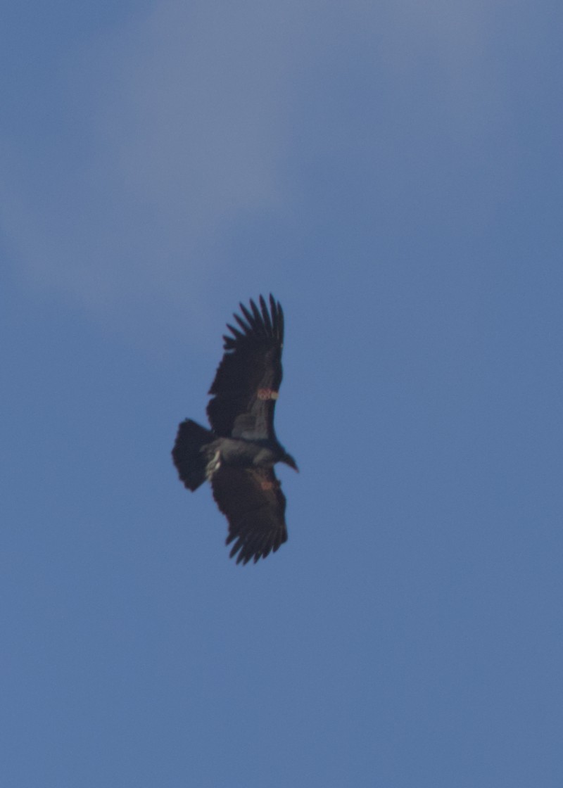 California Condor - ML642951022