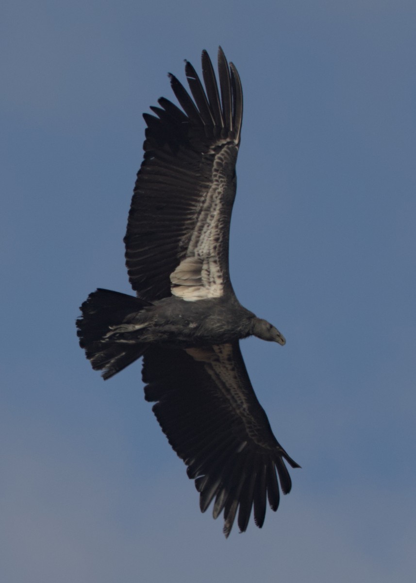 California Condor - ML642951024