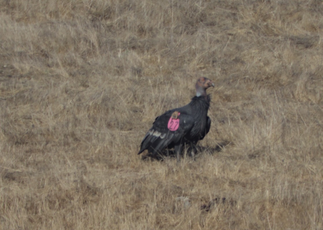 California Condor - ML642951025