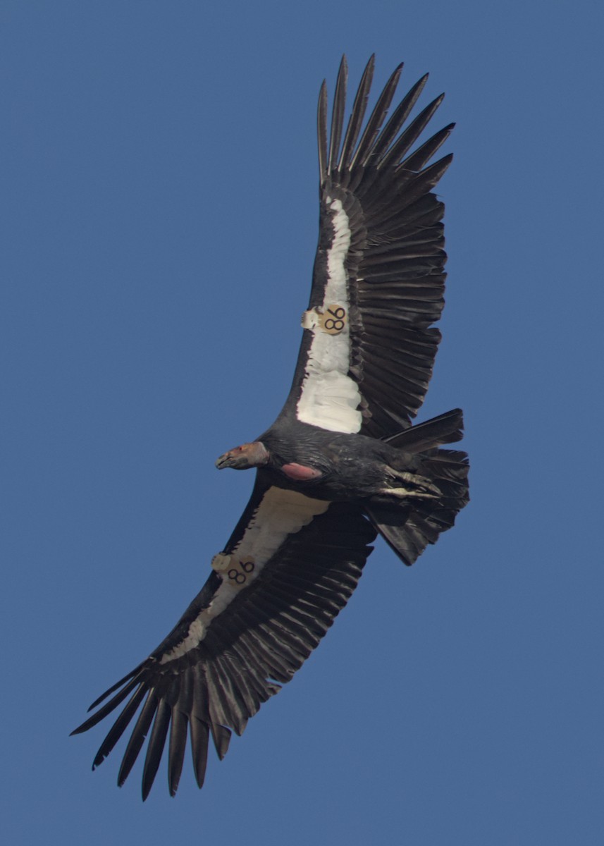 California Condor - ML642951026
