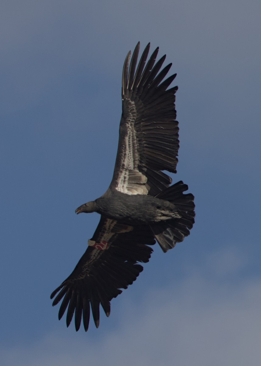California Condor - ML642951027