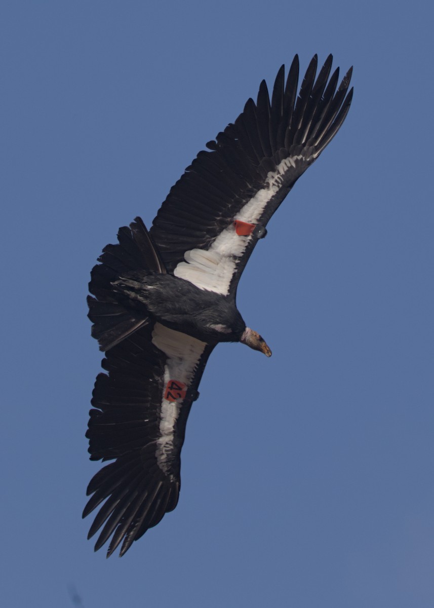 California Condor - ML642951028