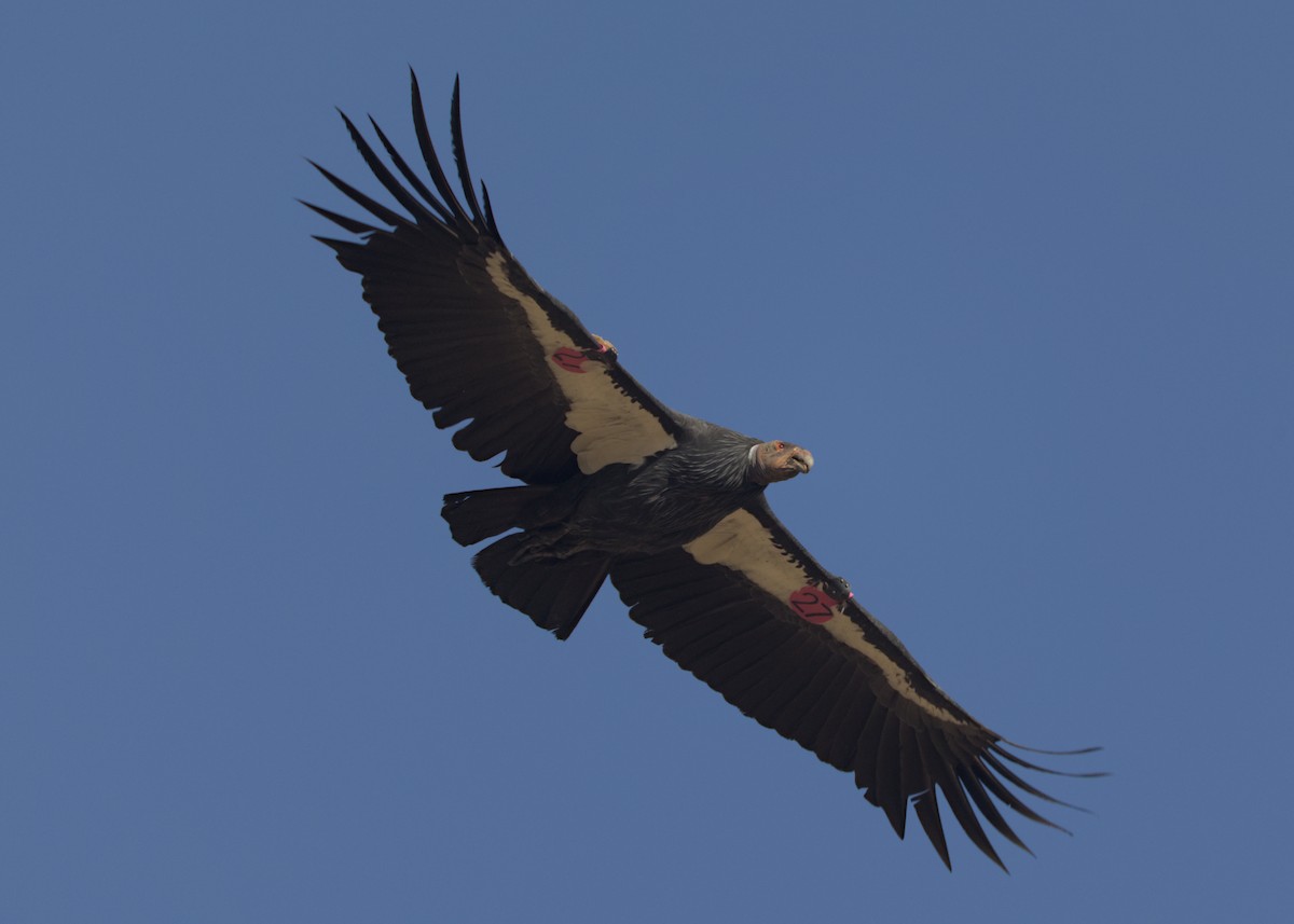 California Condor - ML642951029