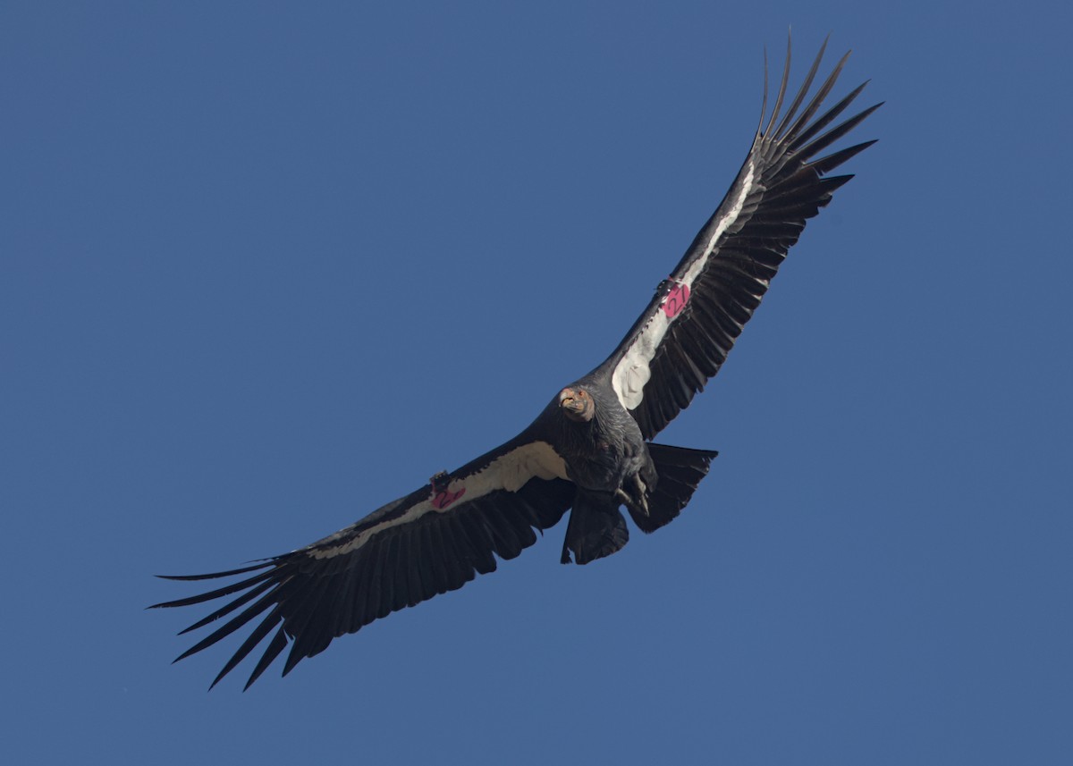California Condor - ML642951030