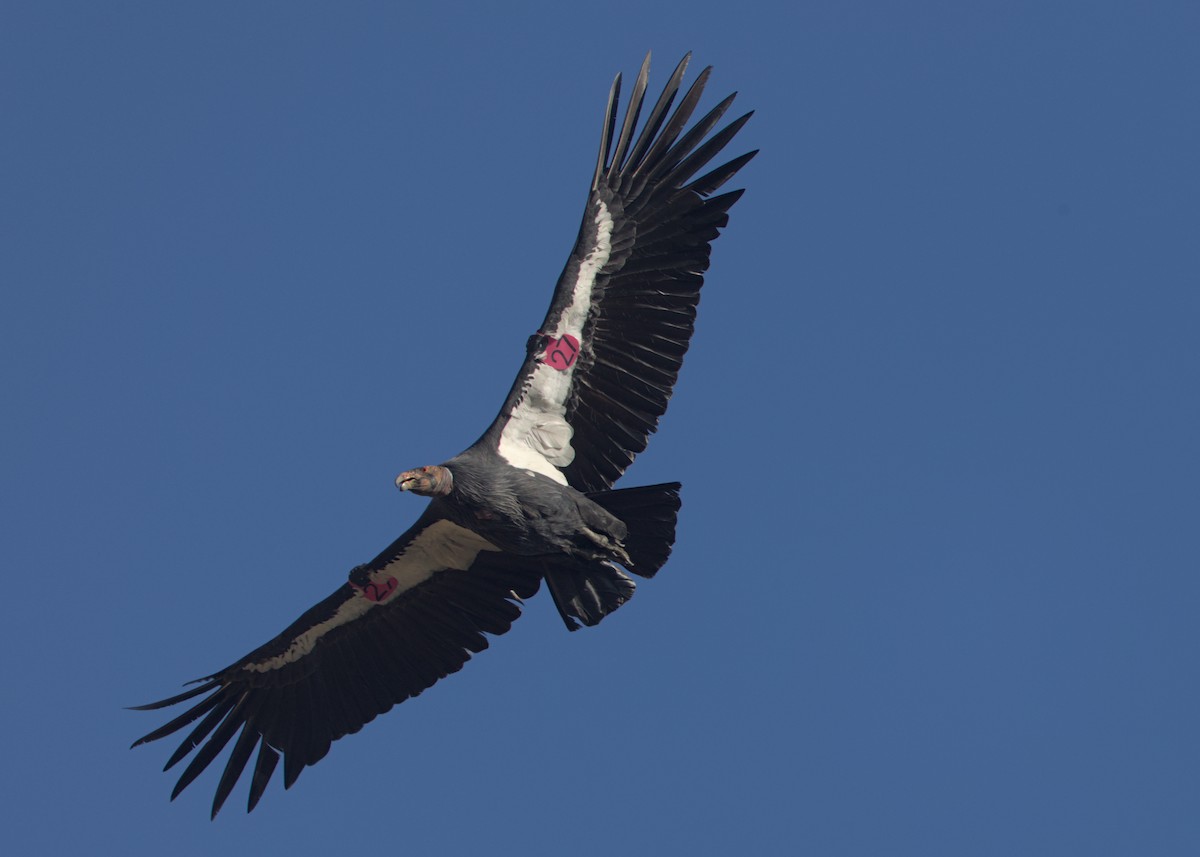California Condor - ML642951031