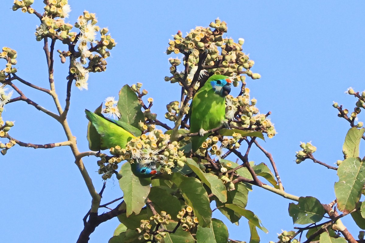 Double-eyed Fig-Parrot - ML642951036