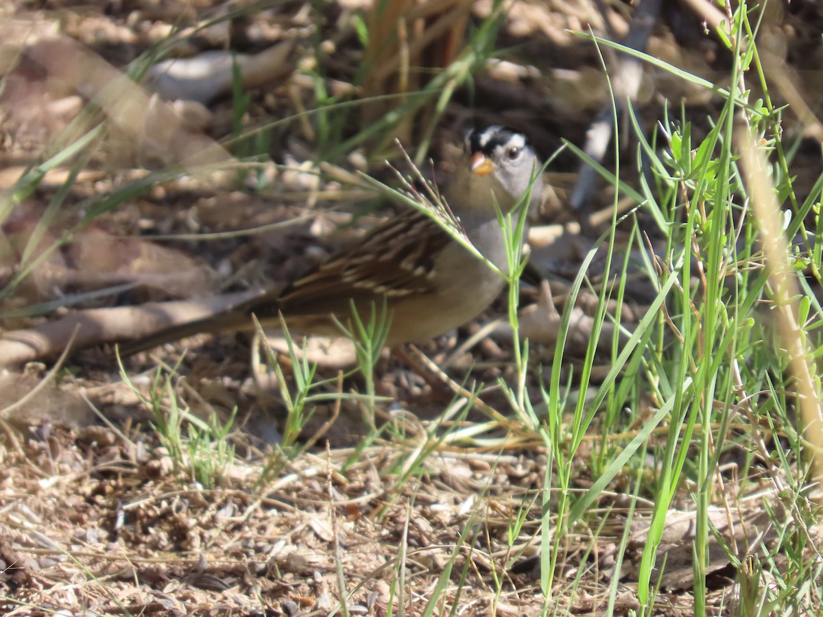 White-crowned Sparrow - ML642951037