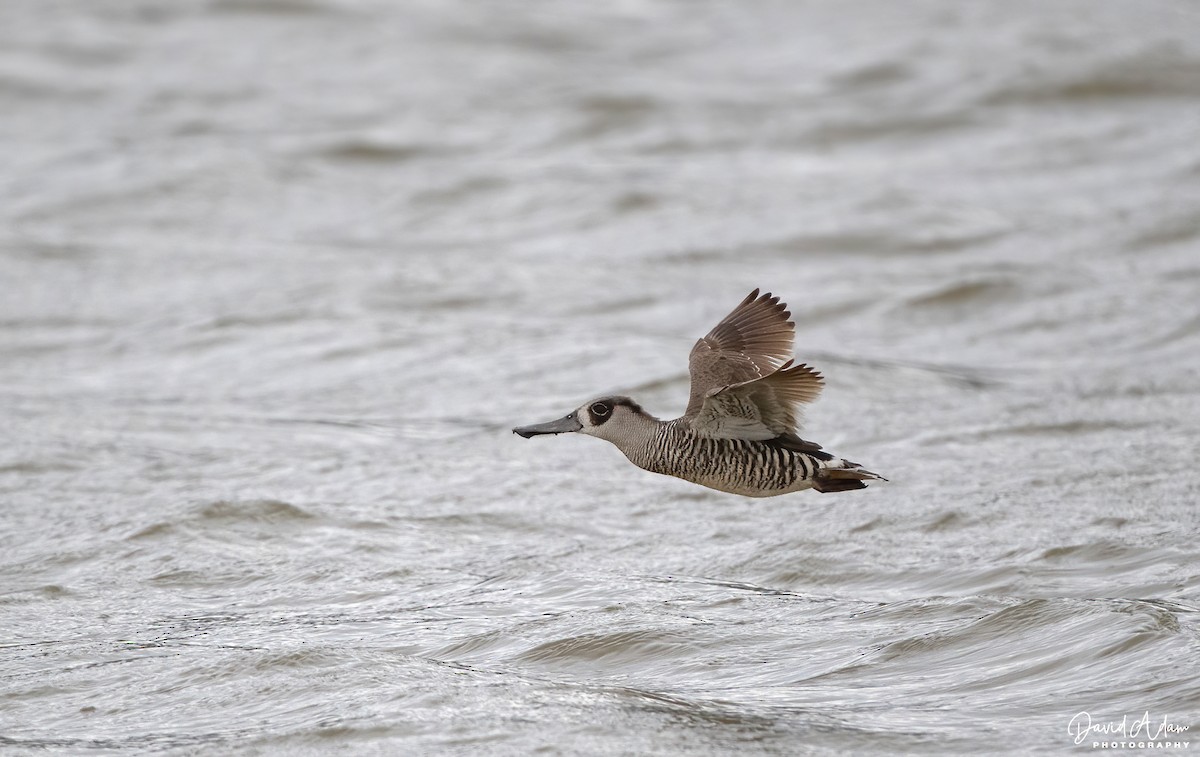 Pink-eared Duck - ML642951038