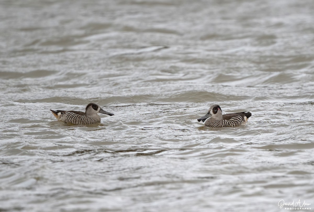Pink-eared Duck - ML642951039