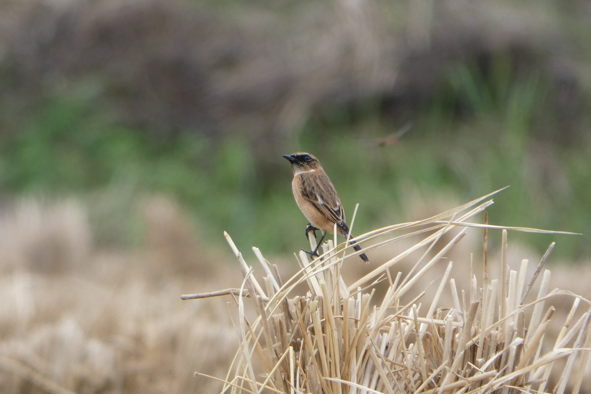 Amur Stonechat - ML642951040