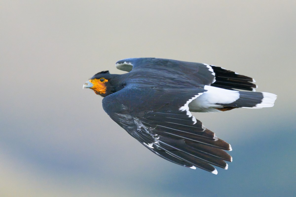 Carunculated Caracara - ML642951042