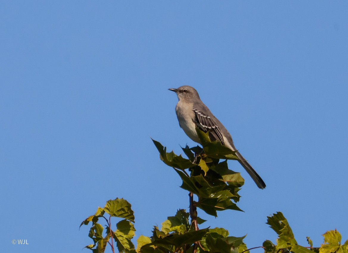Northern Mockingbird - ML642951044