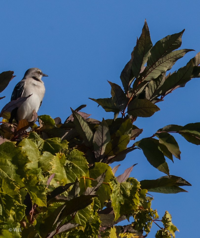Northern Mockingbird - ML642951045