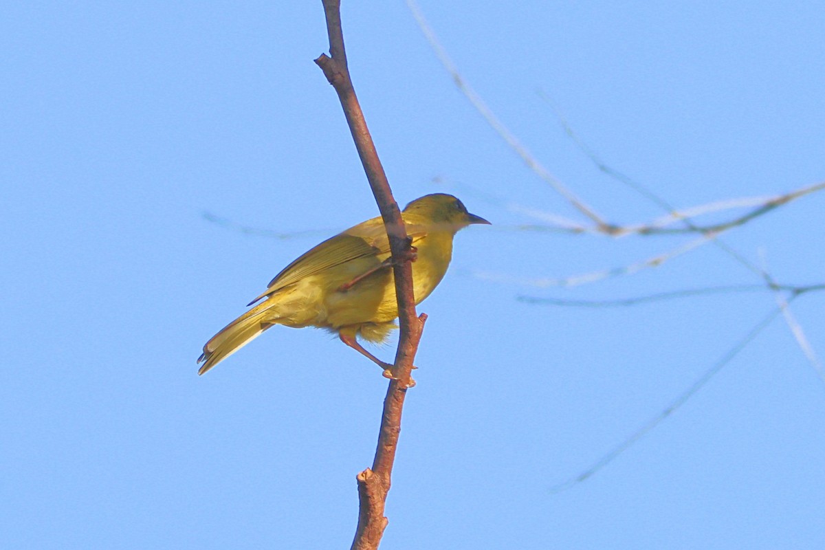 Yellow Honeyeater - ML642951046