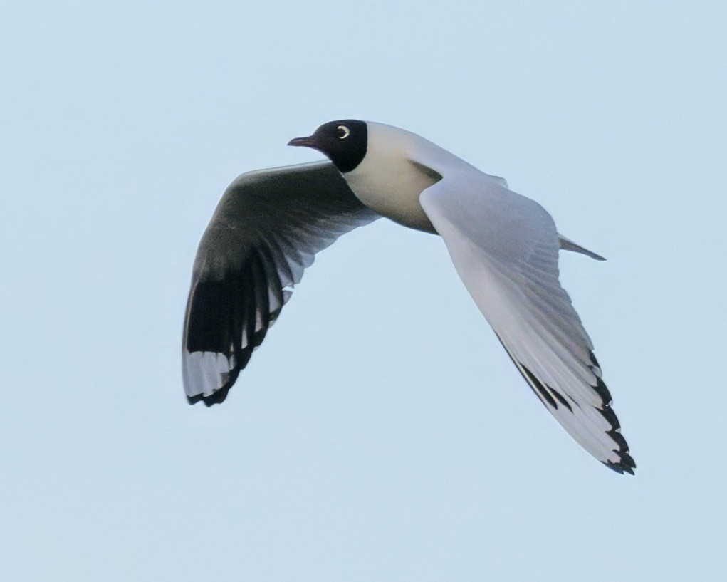 Andean Gull - ML642951049