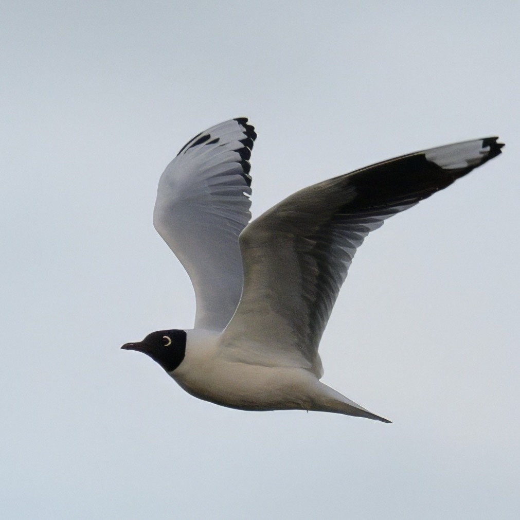 Andean Gull - ML642951050