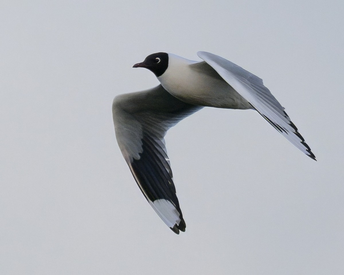 Andean Gull - ML642951051