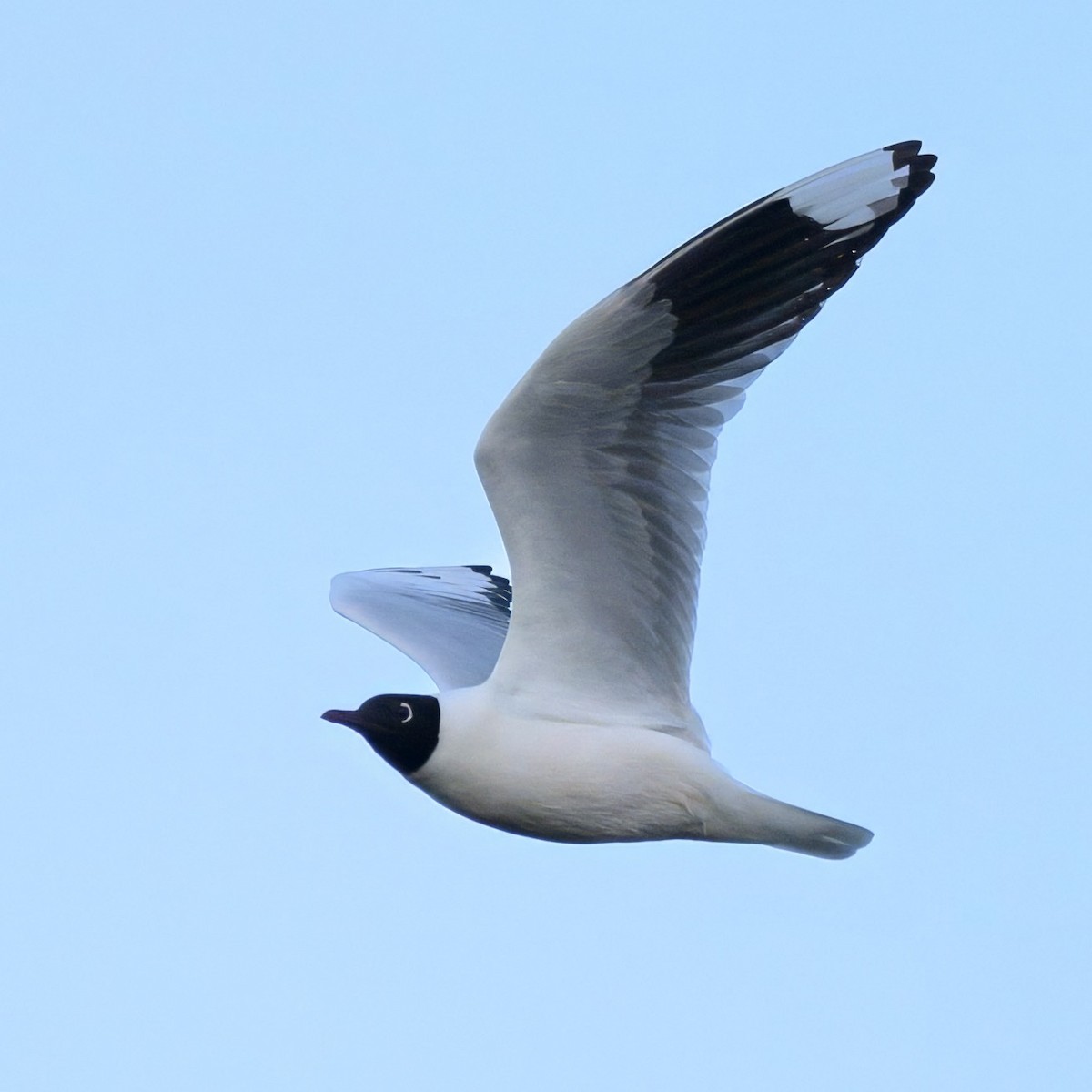 Andean Gull - ML642951052