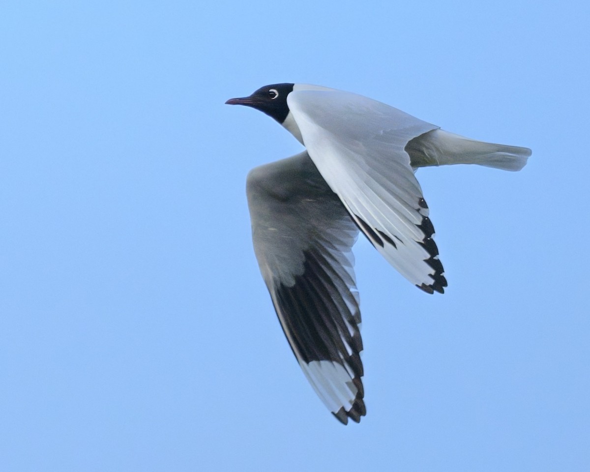 Andean Gull - ML642951053