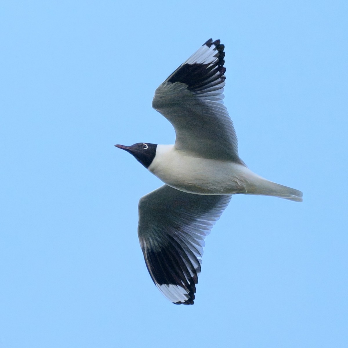 Andean Gull - ML642951054