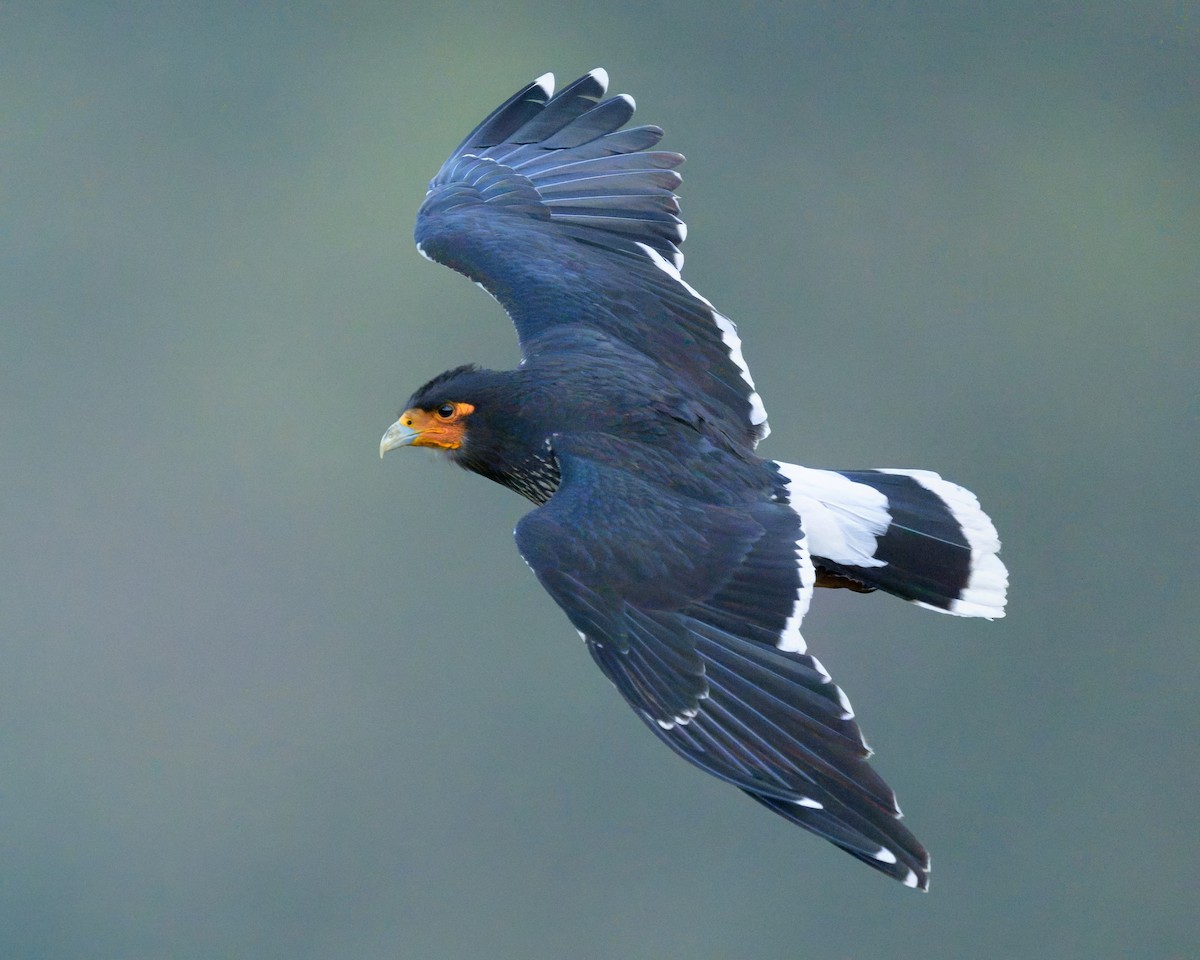 Carunculated Caracara - ML642951055