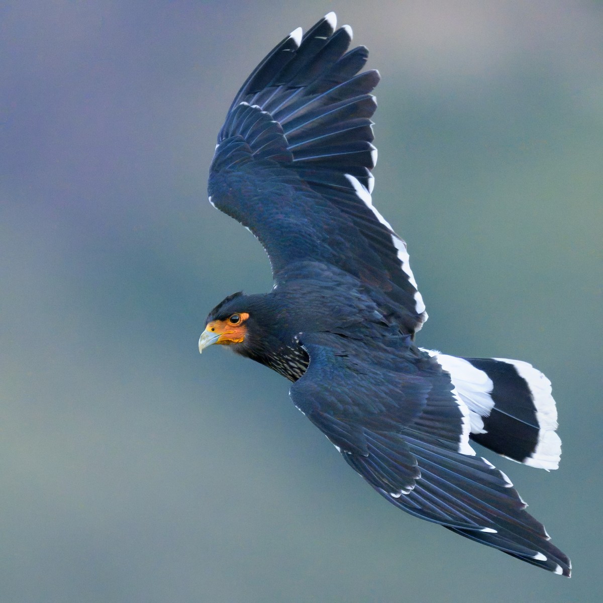 Carunculated Caracara - ML642951056