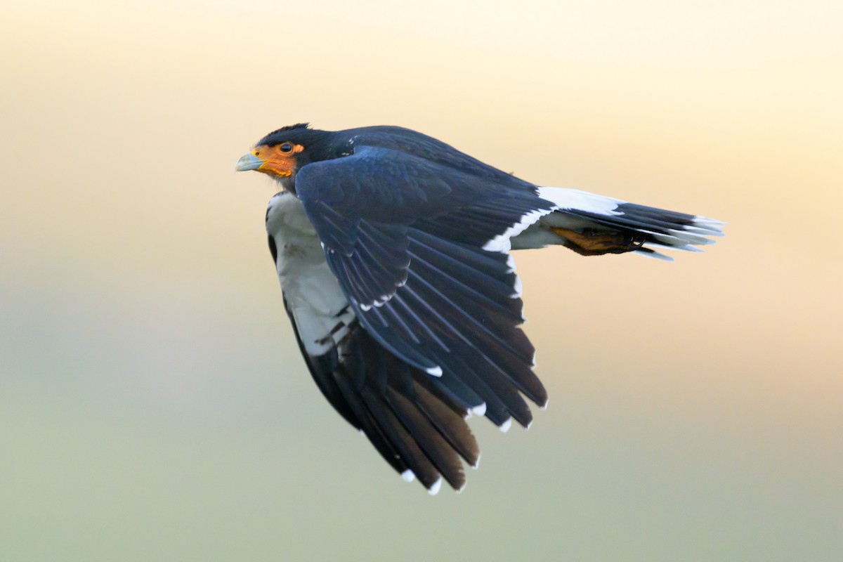 Carunculated Caracara - ML642951057