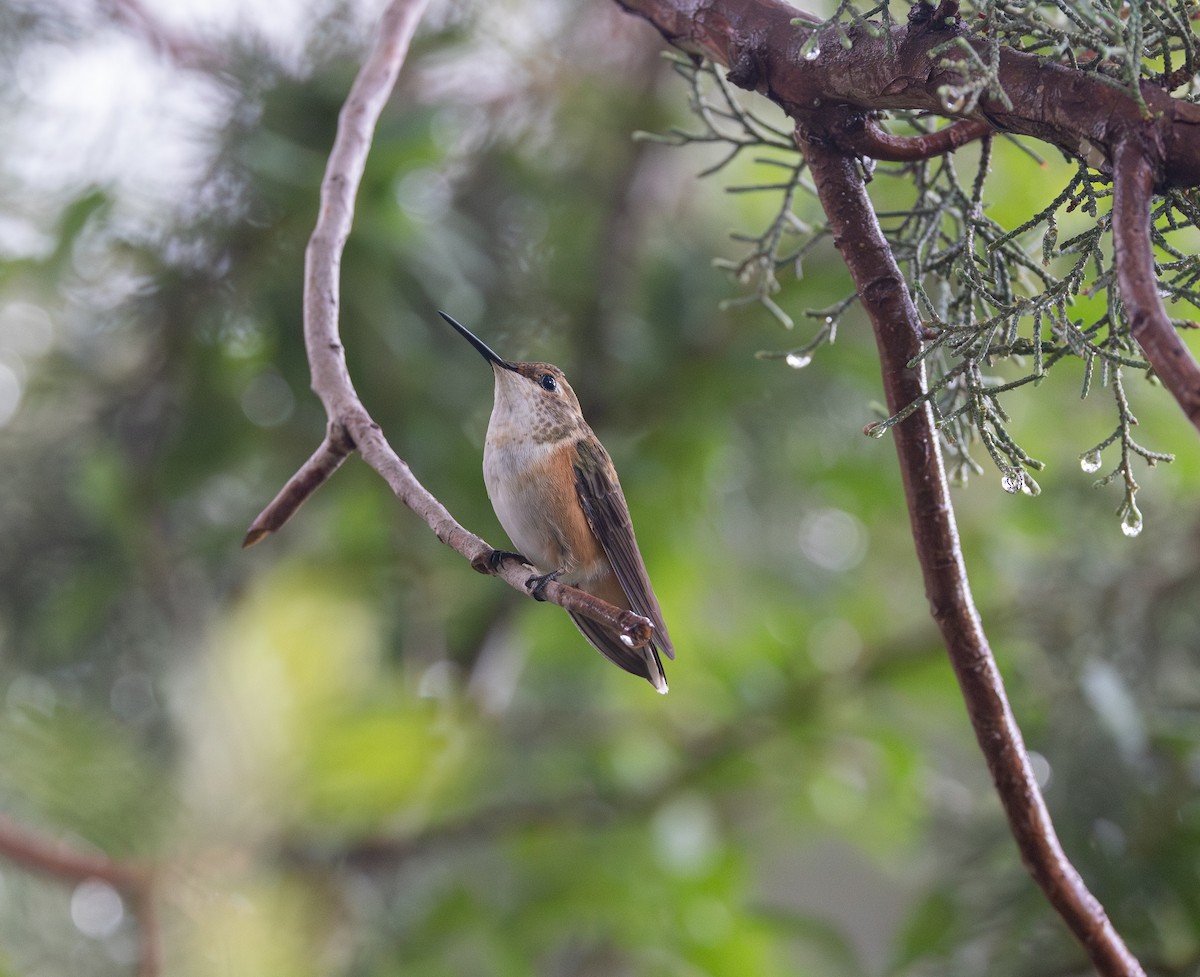 Rufous Hummingbird - ML642951061
