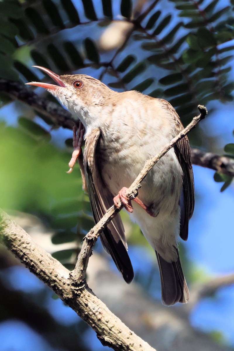 Brown-backed Honeyeater - ML642951062