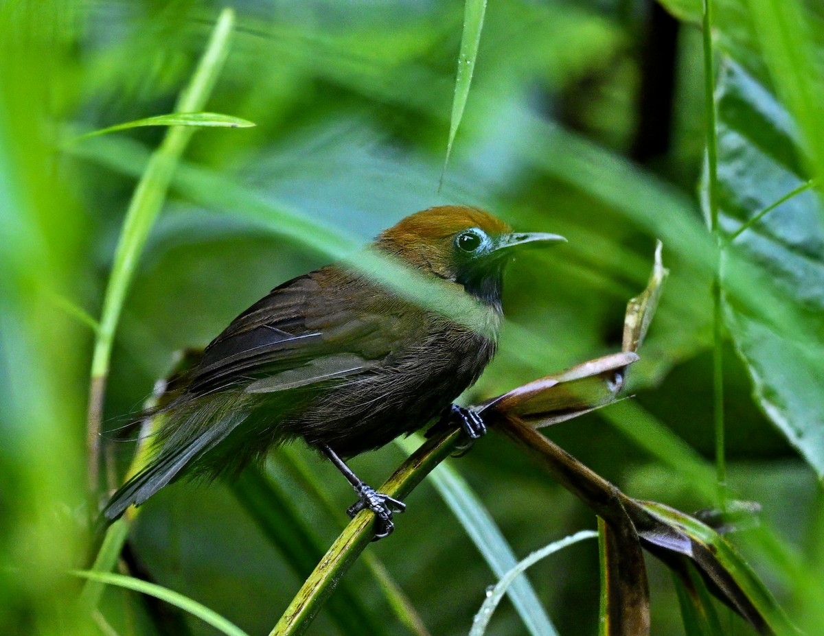 Fluffy-backed Tit-Babbler - ML642951063