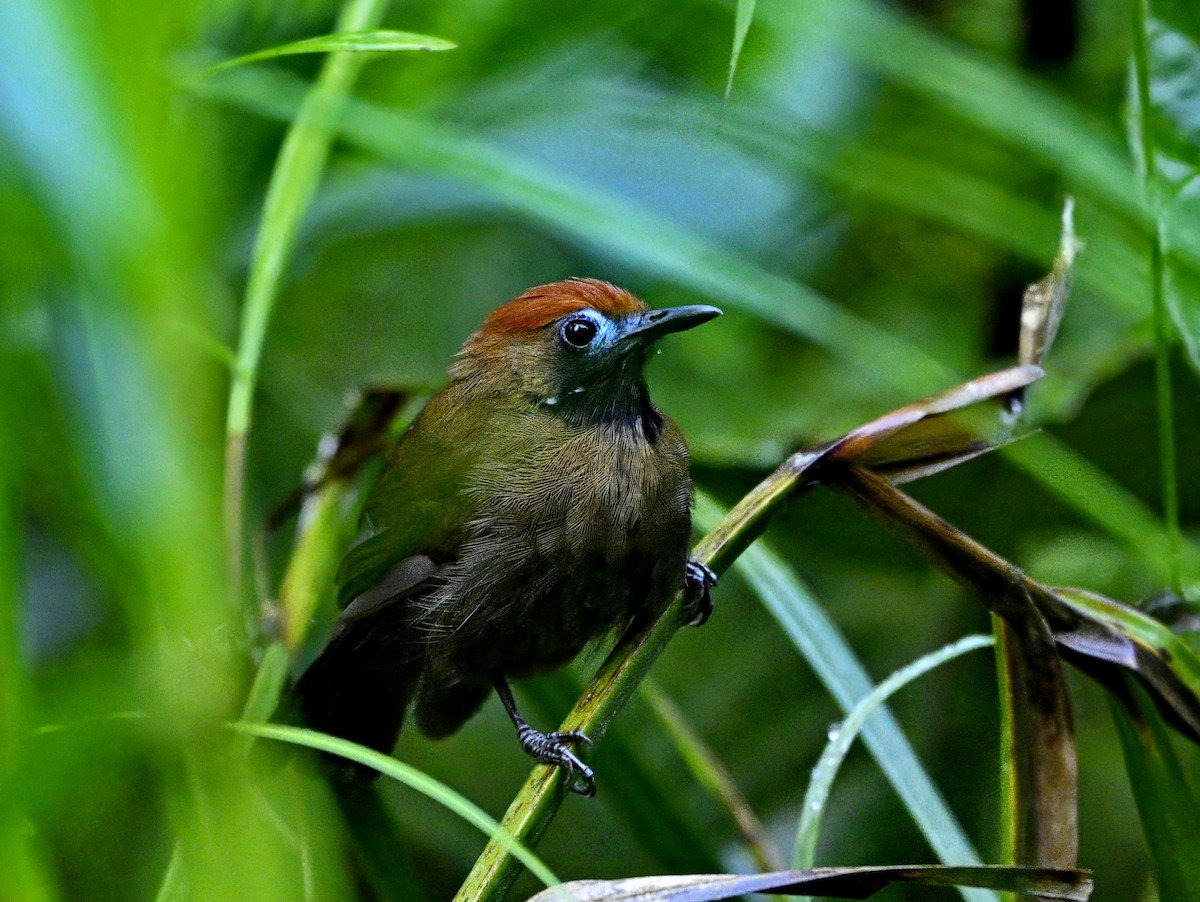Fluffy-backed Tit-Babbler - ML642951067