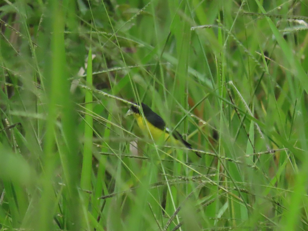 Lesser Goldfinch - ML642951071