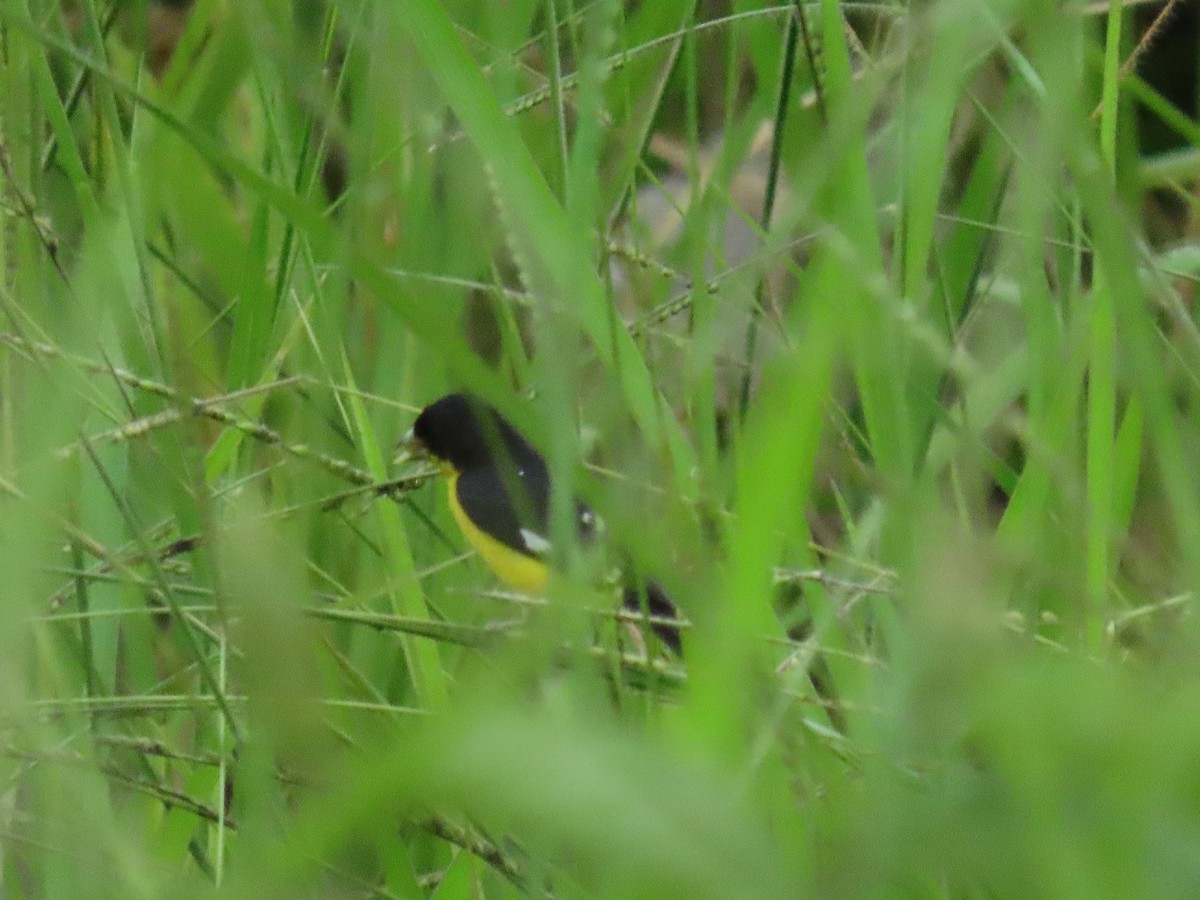 Lesser Goldfinch - ML642951072